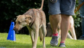 Hundeschule Grundlagentraining