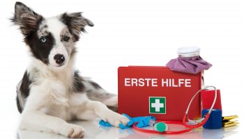 Hundeschule Grundlagentraining