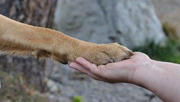 Hundeschule Grundlagentraining