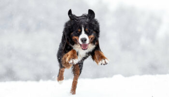 Hundeschule Grundlagentraining