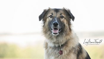 Pfotenrevier Hundeschule Akalina Portait