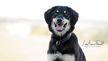 Pfotenrevier Hundeschule Moira Portrait