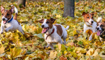 Sozialkunde spielstunde herbst